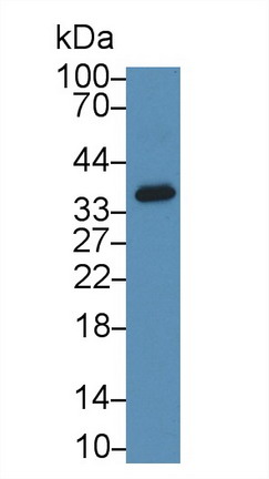 沉默調(diào)節(jié)蛋白4(SIRT4)多克隆抗體
