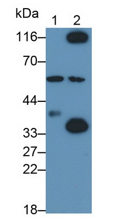 沉默調(diào)節(jié)蛋白4(SIRT4)多克隆抗體