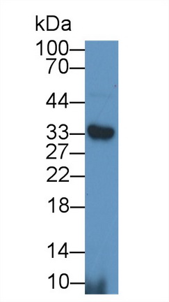 沉默调节蛋白5(SIRT5)多克隆抗体