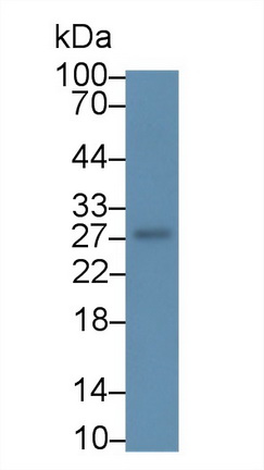 环指蛋白39(RNF39)多克隆抗体