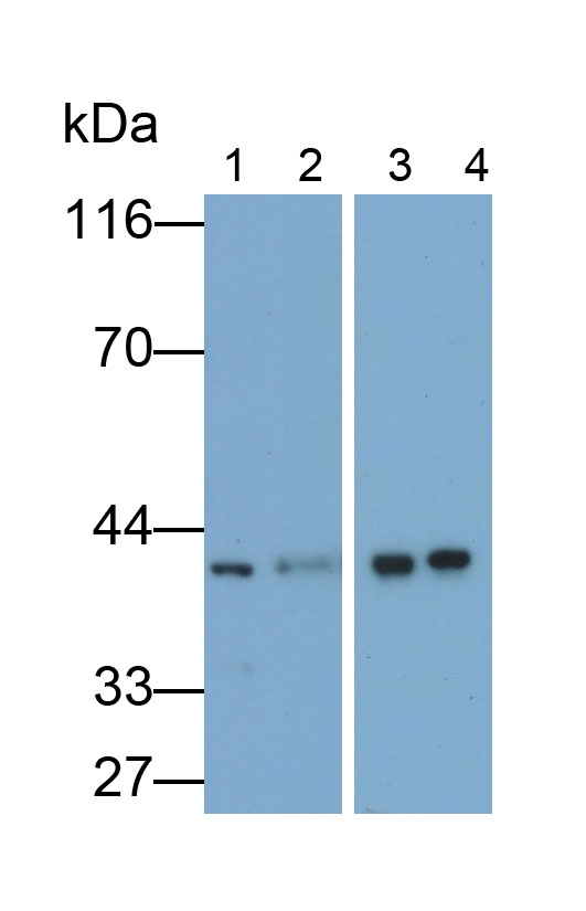 Poly/rC结合因子1(PCBP1)多克隆抗体