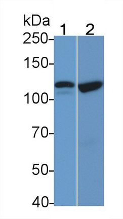 真核翻译起始因子2α激酶3(EIF2aK3)多克隆抗体