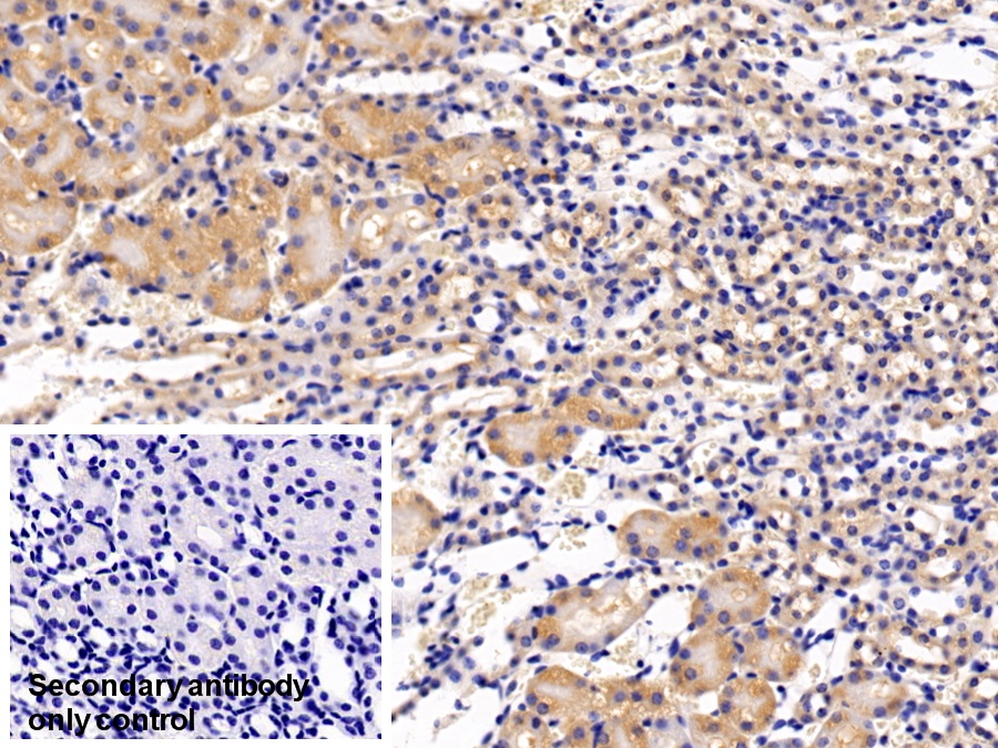 真核翻译起始因子2α激酶3(EIF2aK3)多克隆抗体