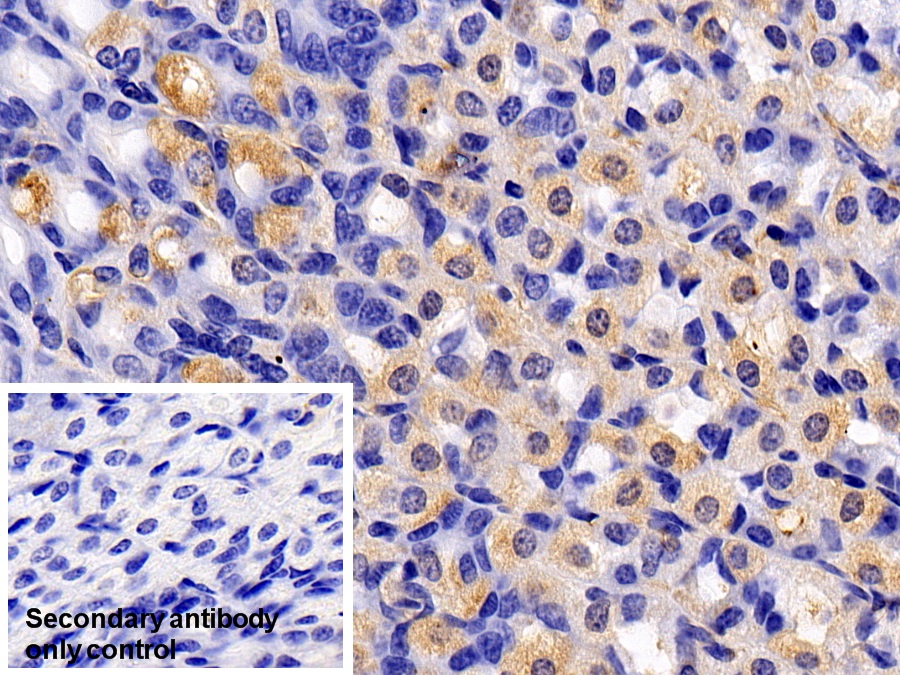 真核翻译起始因子2α激酶3(EIF2aK3)多克隆抗体