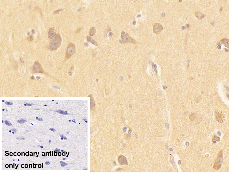 真核翻譯起始因子3M(EIF3M)多克隆抗體
