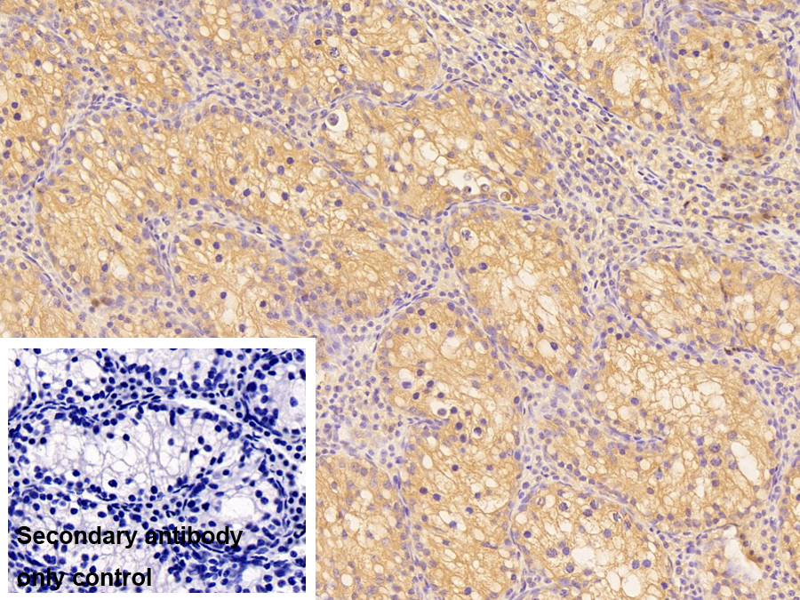 真核翻譯起始因子3M(EIF3M)多克隆抗體