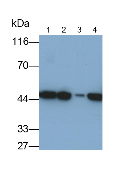 真核翻译起始因子4A1(EIF4A1)多克隆抗体