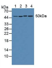 真核翻译延伸因子1α1(EEF1a1)多克隆抗体