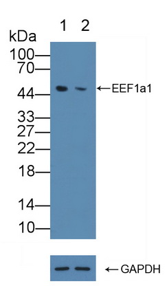 真核翻译延伸因子1α1(EEF1a1)多克隆抗体