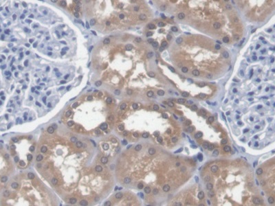 真核翻译延伸因子1α1(EEF1a1)多克隆抗体