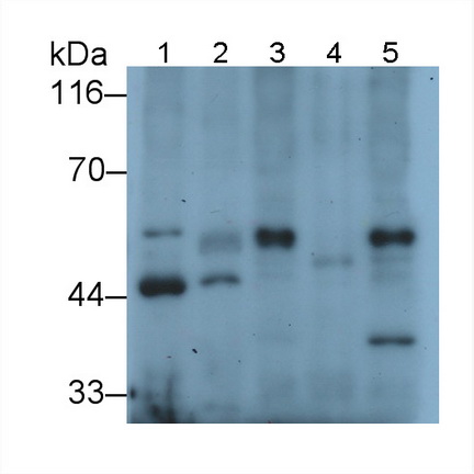 真核翻译延伸因子1α1(EEF1a1)多克隆抗体