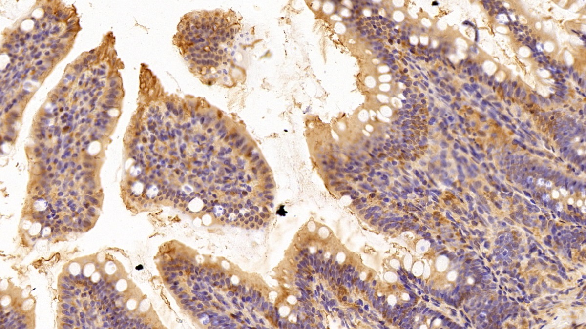 真核翻译延伸因子1α1(EEF1a1)多克隆抗体