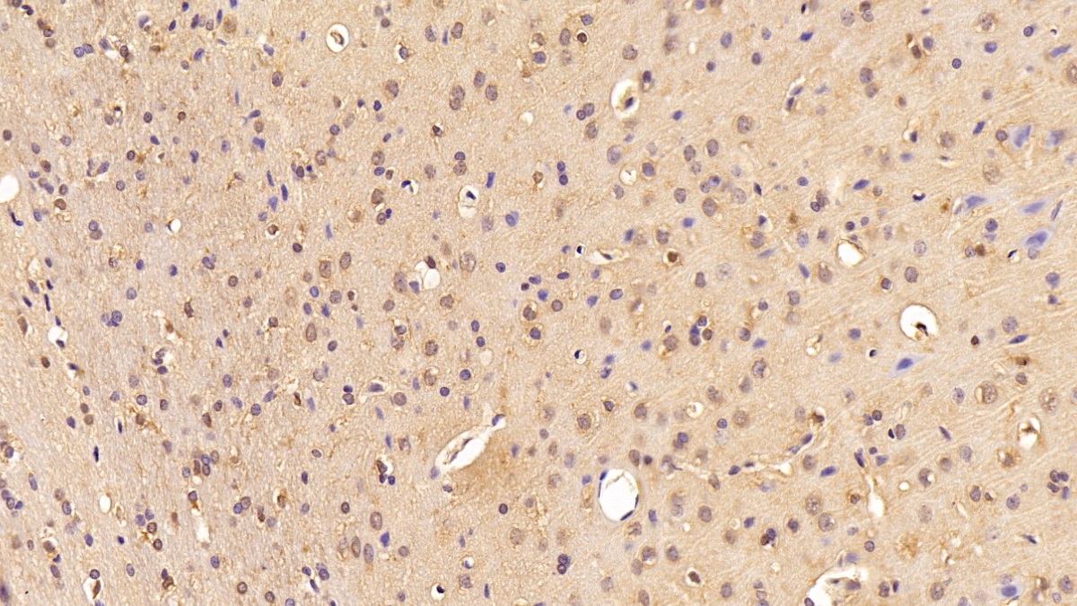 真核翻译延伸因子1α1(EEF1a1)多克隆抗体