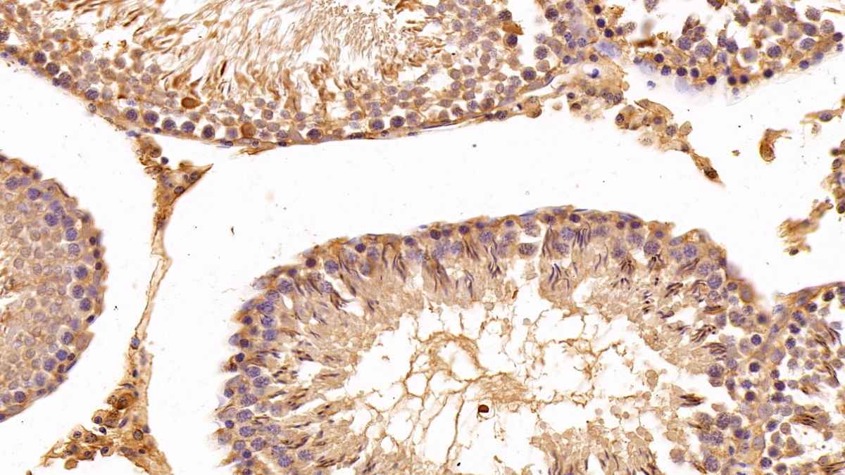 真核翻译延伸因子1α1(EEF1a1)多克隆抗体