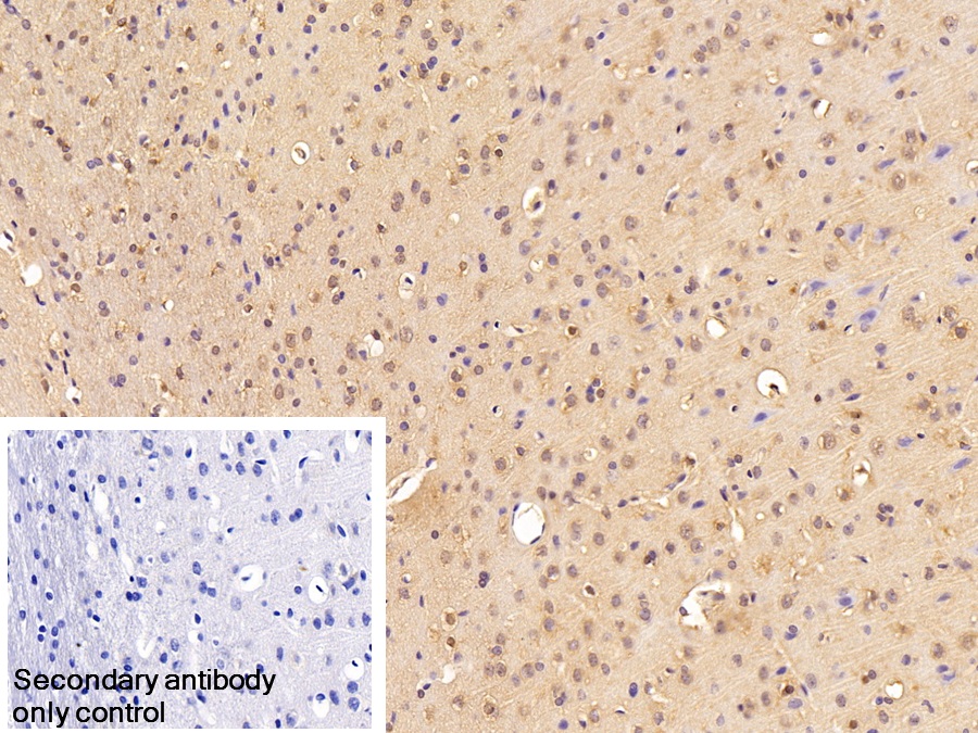 真核翻译延伸因子1α1(EEF1a1)多克隆抗体