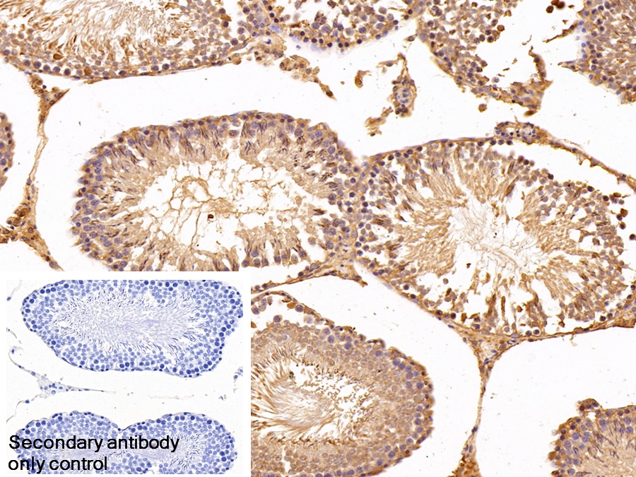 真核翻译延伸因子1α1(EEF1a1)多克隆抗体
