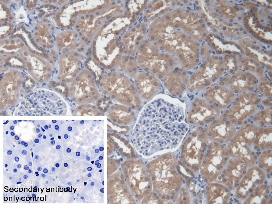 真核翻译延伸因子1α1(EEF1a1)多克隆抗体