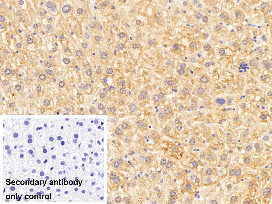 真核翻譯延伸因子1β2(EEF1b2)多克隆抗體