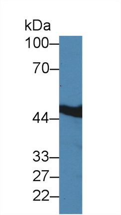 羧肽酶A1(CPA1)多克隆抗體