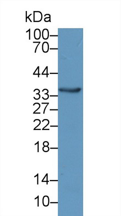 晶状体蛋白λ1(CRYl1)多克隆抗体
