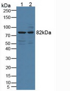 雙腎上腺皮質(zhì)激素樣激酶1(DCLK1)多克隆抗體