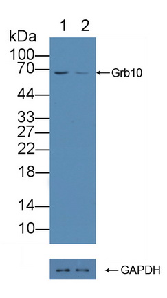 生长因子受体结合蛋白10(Grb10)多克隆抗体