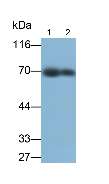 核纤层蛋白B1(LMNB1)多克隆抗体