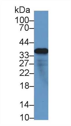 微纤丝关联蛋白4(MFAP4)多克隆抗体