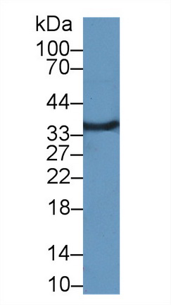 微纤丝关联蛋白4(MFAP4)多克隆抗体