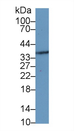 微纤丝关联蛋白4(MFAP4)多克隆抗体