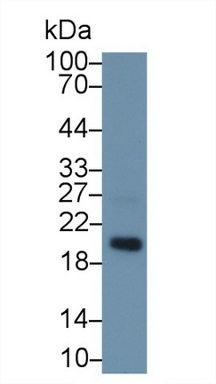 微纤丝关联蛋白5(MFAP5)多克隆抗体