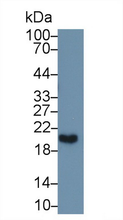 微纤丝关联蛋白5(MFAP5)多克隆抗体
