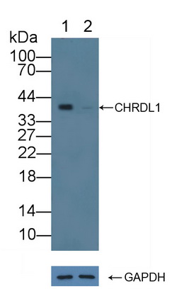 腱蛋白样蛋白1(CHRDL1)多克隆抗体
