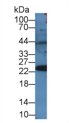 過氧化還原酶4(PRDX4)多克隆抗體