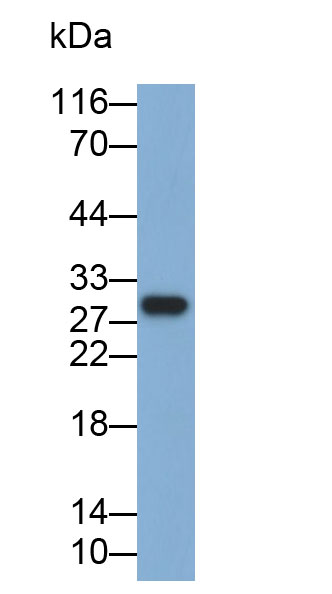 過氧化還原酶4(PRDX4)多克隆抗體