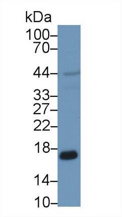 过氧化还原酶5(PRDX5)多克隆抗体