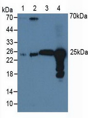 过氧化还原酶6(PRDX6)多克隆抗体