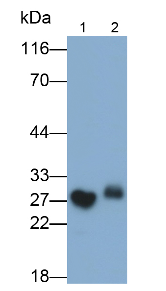過氧化還原酶6(PRDX6)多克隆抗體