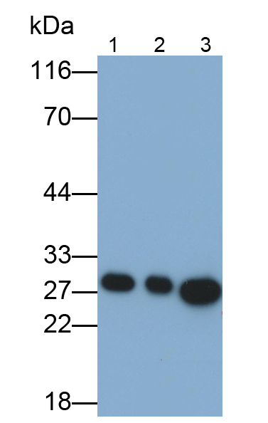 過氧化還原酶6(PRDX6)多克隆抗體