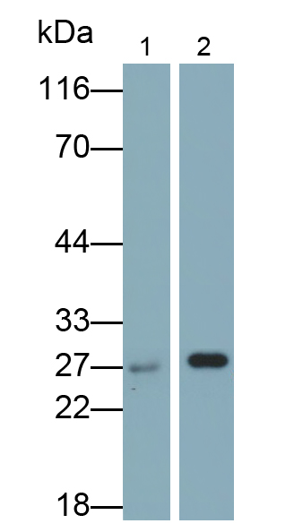 過氧化還原酶6(PRDX6)多克隆抗體