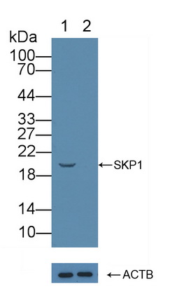 S-期激酶关联蛋白1(SKP1)多克隆抗体