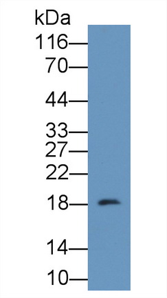 钙调蛋白样蛋白3(CALML3)多克隆抗体