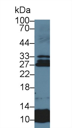 含硬化蛋白域蛋白1(SOSTDC1)多克隆抗体