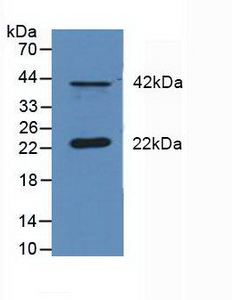 雙特異性磷酸酶6(DUSP6)多克隆抗體