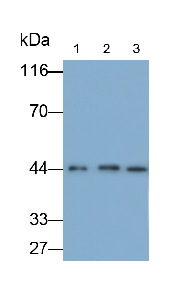 G蛋白偶聯(lián)雌激素受體1(GPER)多克隆抗體