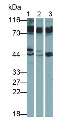 淀粉樣蛋白β前體樣蛋白1(APLP1)多克隆抗體