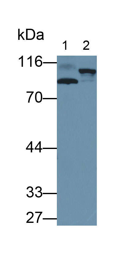 淀粉樣蛋白β前體樣蛋白2(APLP2)多克隆抗體