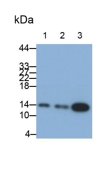 小泛素相关修饰蛋白2(SUMO2)多克隆抗体