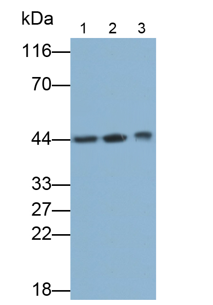 40kDa熱休克蛋白3(HSPF3)多克隆抗體