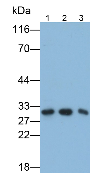 蛋白酶体亚基α4(PSMa4)多克隆抗体
